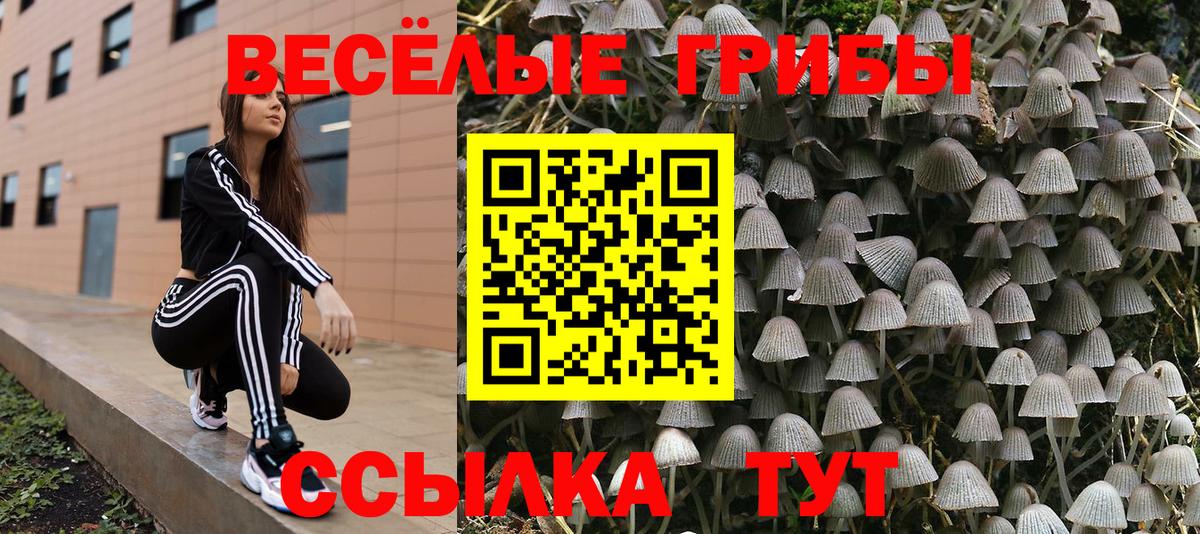 Галлюциногенные грибы Psilocybine cubensis Вязьма